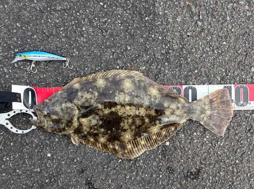 ヒラメの釣果