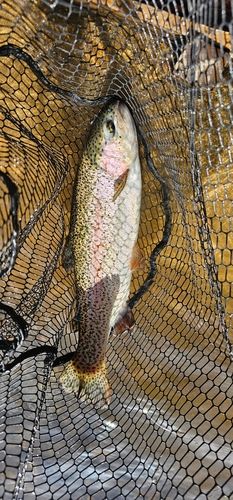 ニジマスの釣果