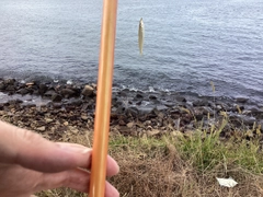 シロギスの釣果