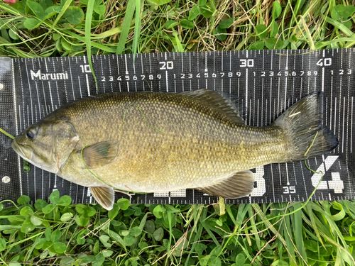 スモールマウスバスの釣果