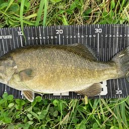 スモールマウスバス