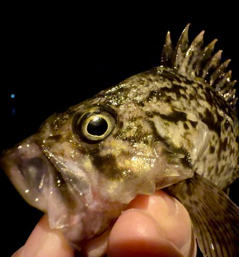 クロソイの釣果