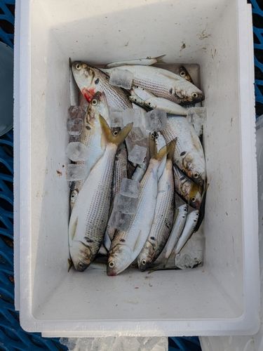 オリジナルメーカー海釣り公園