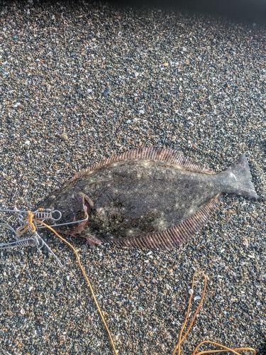 ヒラメの釣果