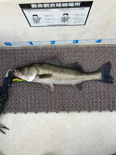 シーバスの釣果