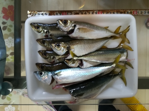 アジの釣果