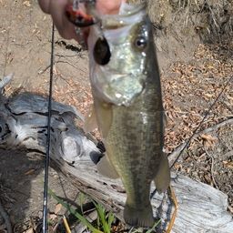 ラージマウスバス