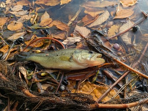 ラージマウスバスの釣果