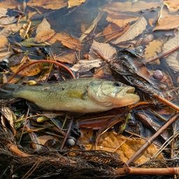 ラージマウスバス