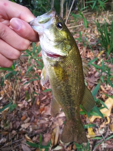 ラージマウスバスの釣果