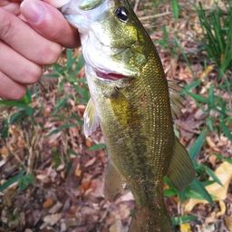 ラージマウスバス