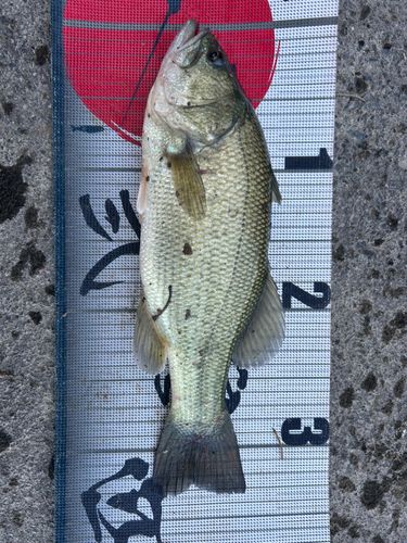 ラージマウスバスの釣果