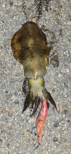 アオリイカの釣果