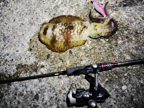 アオリイカの釣果