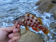 アカハタの釣果