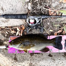 スモールマウスバス