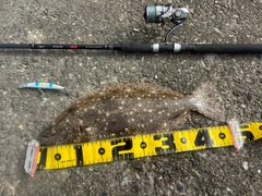 ヒラメの釣果