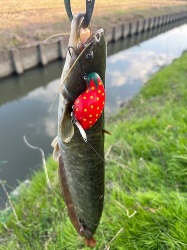 ナマズの釣果