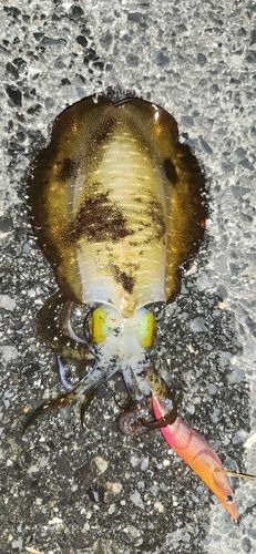 アオリイカの釣果