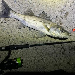 セイゴ（マルスズキ）