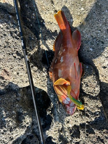 アカハタの釣果