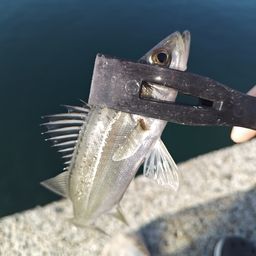 セイゴ（タイリクスズキ）