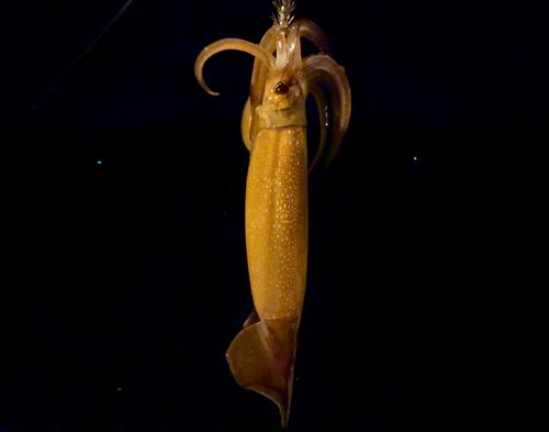 スルメイカの釣果