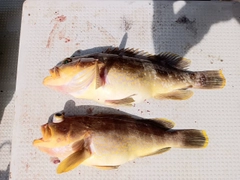 アオハタの釣果