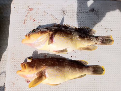 アオハタの釣果