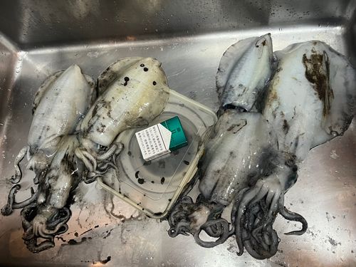 アオリイカの釣果