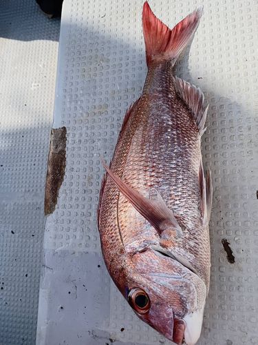 マダイの釣果