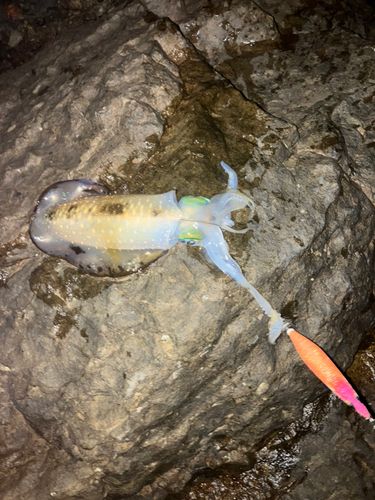 アオリイカの釣果