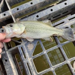 ラージマウスバス