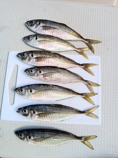 マアジの釣果