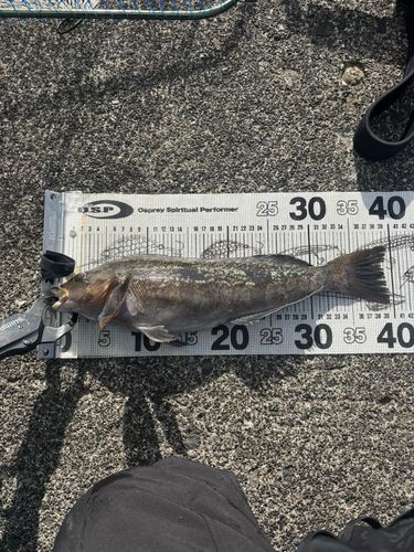 アイナメの釣果