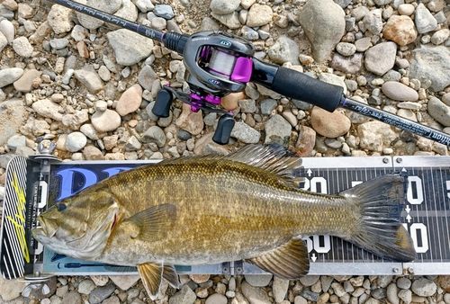 スモールマウスバスの釣果