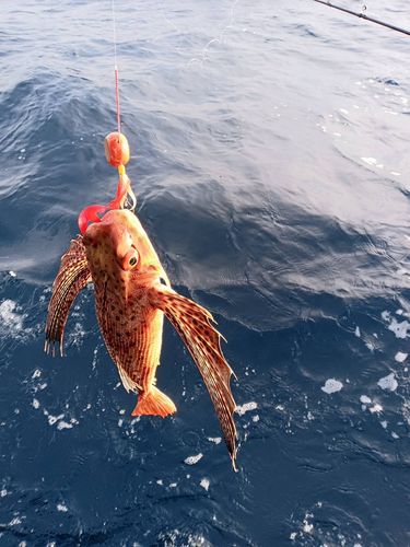 セミホウボウの釣果