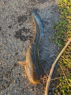 ナマズの釣果