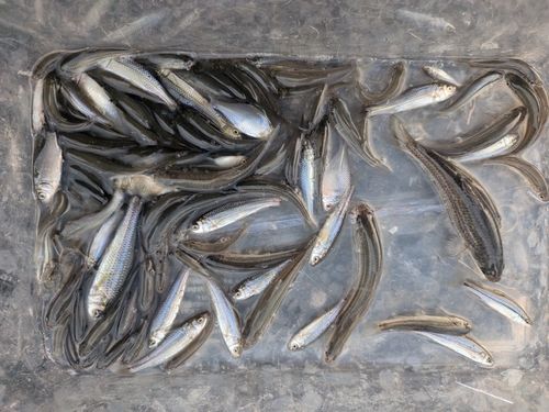 タモロコの釣果