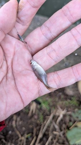 タイリクバラタナゴの釣果
