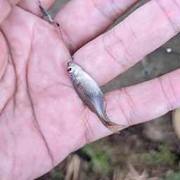 タイリクバラタナゴ