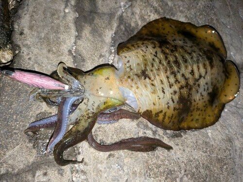 アオリイカの釣果