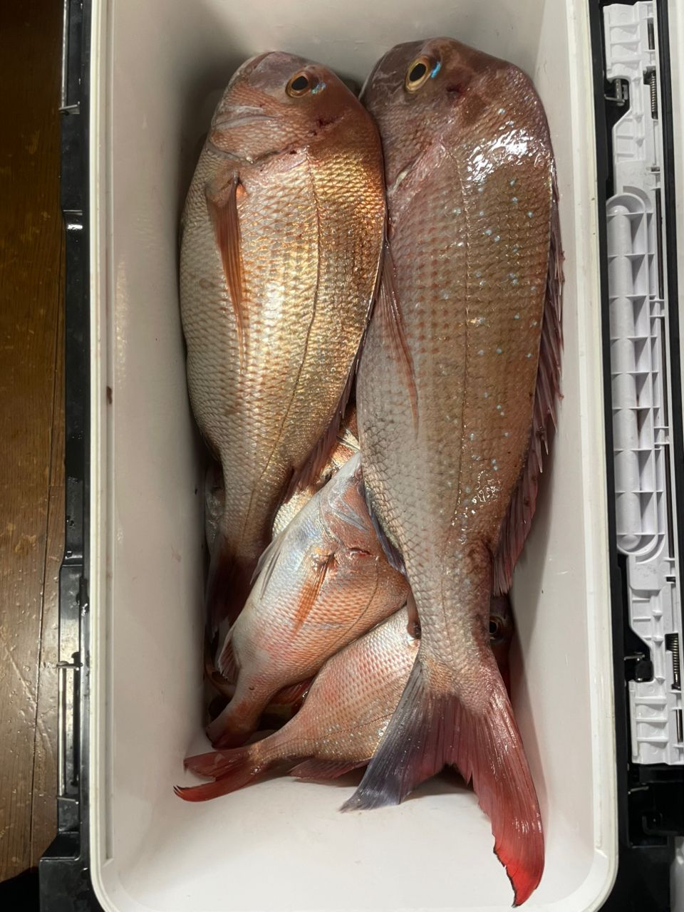 ちゃぼ玉さんの釣果 1枚目の画像