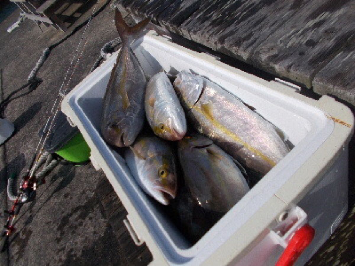 千葉県洲崎港 源平丸 船長🤗さんの釣果 2枚目の画像