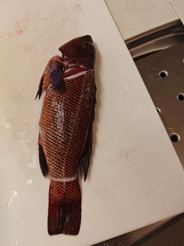 一万トン岸壁（姫路）