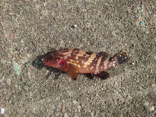 キジハタの釣果