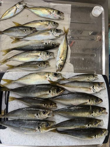 アジの釣果