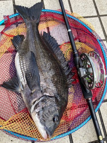 チヌの釣果