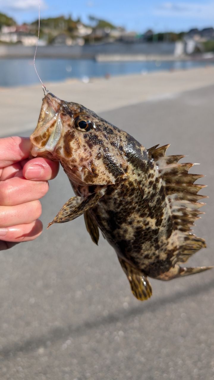 タケノコメバル