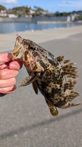 タケノコメバルの釣果